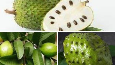 Photo of Cleanse the Womb With Guava Leaves and Sour sop Leaves