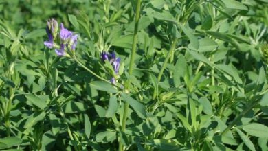 Photo of TOP SECRETS BENEFITS OF Alfalfa LEAF