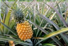 Photo of HEALING POWERS OF PINEAPPLE LEAVES