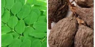 Photo of EFFECT OF MORINGA AND ALLIGATOR PEPPER THERAPY IN 7 DAYS