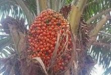 Photo of CHARM NEUTRALIZER: AKWU OJUKWU (RED PALM FRUITS)