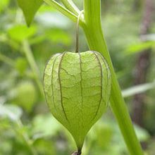 Photo of 9 HERBAL USES OF CIPLUKAN PLANT THAT YOU DON’T KNOW