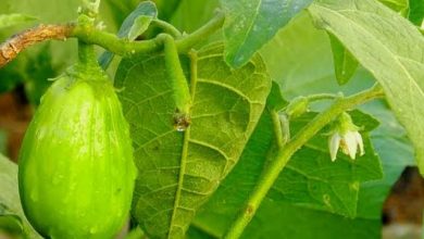 Photo of DETOX YOUR KIDNEY WITH GARDEN EGG LEAVES