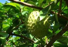 Photo of HEALTH BENEFITS OF SOURSOP LEAVES