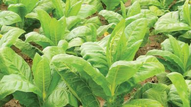 Photo of 8 WONDERS OF TOBACCO PLANT