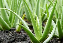 Photo of ALOE VERA FOR FREQUENT URINATION
