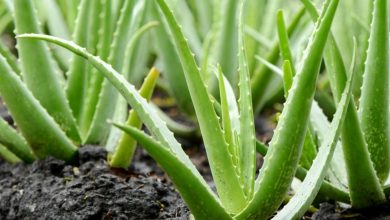 Photo of ALOE VERA FOR FREQUENT URINATION