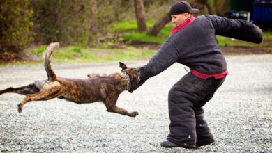 Photo of HOW TO TAKE CARE OF DOG BITE AT HOME