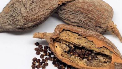 Photo of 12 BENEFITS OF ALLIGATOR PEPPER