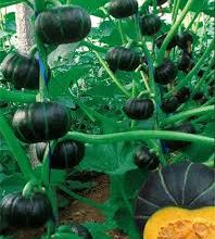 Photo of NATIVE REMEDIES TO CURING CANCER AND HIV