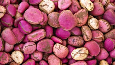 Photo of POTENTIAL HEALTH BENEFIT OF KOLA NUT