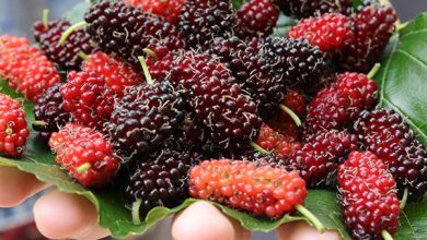 Photo of BENEFITS OF MULBERRY ON HEALTH, SKIN AND HAIR