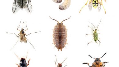 Photo of CONTROL PEST NATURALLY