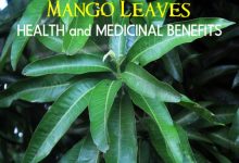 Photo of Medicinal Benefit Of Mango Leaves