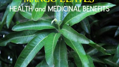 Photo of Medicinal Benefit Of Mango Leaves