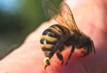 Photo of 8 HOME REMEDIES FOR WASP AND BEE STINGS