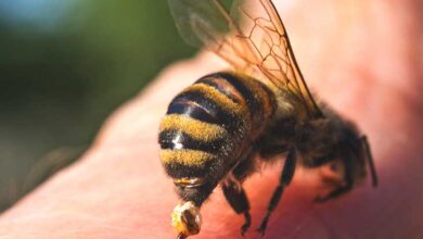 Photo of 8 HOME REMEDIES FOR WASP AND BEE STINGS