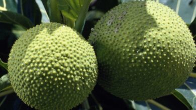 Photo of NUTRITIONAL BENEFITS OF AFRICAN BREADFRUIT