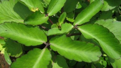 Photo of USEFULNESS OF MIRACLE LEAF
