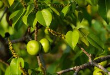 Photo of MANCHINEEL TREE: ONE OF WORLDS MOST POISONOUS TREE