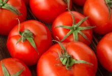 Photo of EAT MORE TOMATO TO BOOST FERTILITY