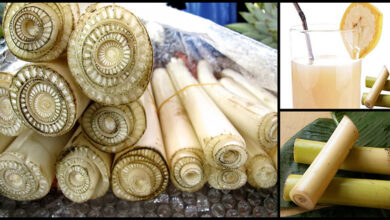 Photo of BANANA STEM JUICE REMEDY FOR KIDNEY-STONES