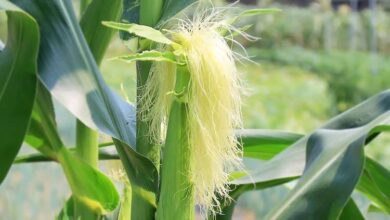 Photo of EFFECTIVE HERBAL REMEDIES FOR FREQUENT URINATION