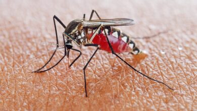 Photo of 7 FOODS THAT CAN PROTECT YOU AGAINST MOSQUITO BITES
