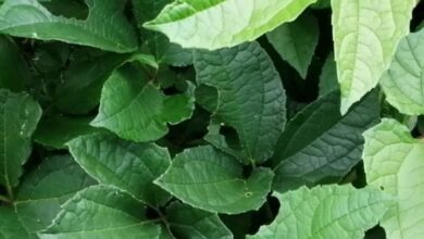 Photo of AMAZING FACT ABOUT PUMPKIN LEAVE JUICE