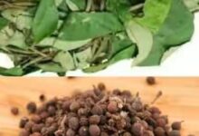 Photo of NUTRITIONAL CONTENTS AND HEALTH BENEFITS OF UZIZA LEAF AND SEED