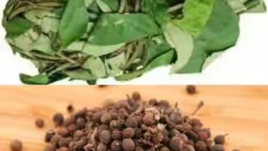 Photo of NUTRITIONAL CONTENTS AND HEALTH BENEFITS OF UZIZA LEAF AND SEED