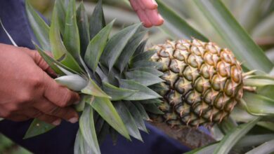Photo of THE HEALING POWERS OF PINEAPPLE LEAVES