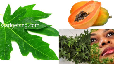 Photo of 5 Ailments that pawpaw leaf extract can fight naturally