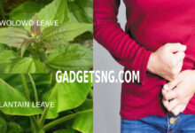 Photo of AWOLOWO LEAF: BEST HOME REMEDY FOR FIBROID AND BLEEDING