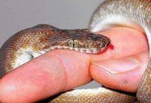 Photo of Treatments For Snake Bites You Should Know