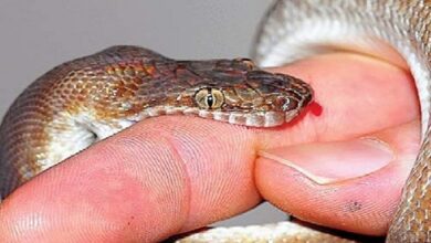 Photo of Treatments For Snake Bites You Should Know