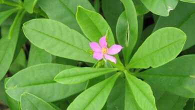 Photo of NUTRITIONAL HEALTH BENEFITS OF WATERLEAF
