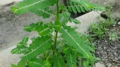 Photo of REDUCE BLOOD SUGAR LEVELS WITH PHYLLANTUS AMARUS PLANT