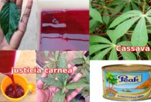 Photo of BOOST BLOOD LEVELS USING THIS CASSAVA METHOD