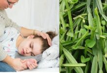 Photo of HOW TO TREAT EPILEPSY NATURALLY WITH PLANTS