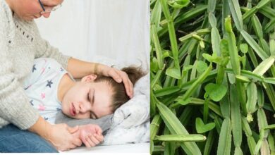 Photo of HOW TO TREAT EPILEPSY NATURALLY WITH PLANTS