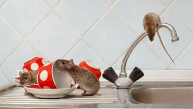 Photo of GET RID OF RATS AND MICE NATURALLY
