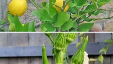 Photo of PURIFY YOUR BLOOD WITH OKRA LEAVES AND LEMON