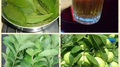 Photo of MEDICINAL BENEFITS OF GUAVA LEAF TEA