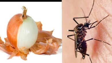 Photo of ONION PEEL AS MOSQUITO KILLER FOR OVERNIGHT RESULT