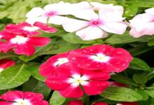 Photo of USES AND SIDE EFFECTS OF PERIWINKLE FLOWERS