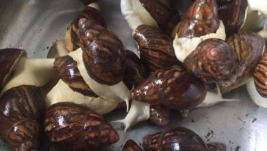 Photo of SNAIL REMEDY FOR STROKE PREVENTION