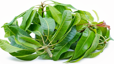 Photo of NUTRITIONAL VALUE OF MANGO LEAVES PEOPLE NEGLECT