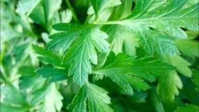 Photo of SIMPLE SOLUTION FOR KIDNEY STONES