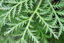Photo of SWEET WORMWOOD PLANT: EFFECTIVE FOR TREATING MALARIA AND BOOSTING APPETITE.